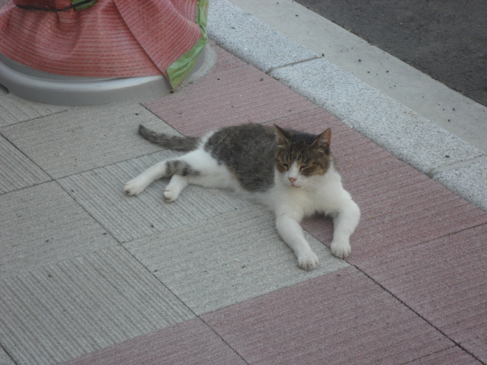 Cat chillin' on the sidewalk.