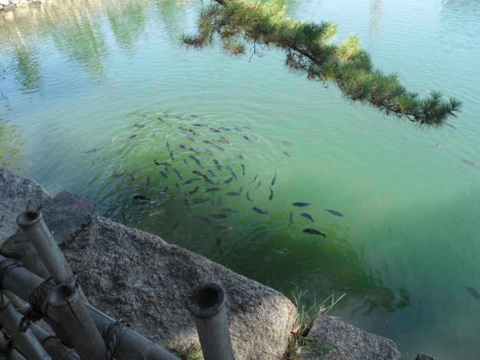 As a result of the moat being filled with sea water, there's fish swimming around in it.